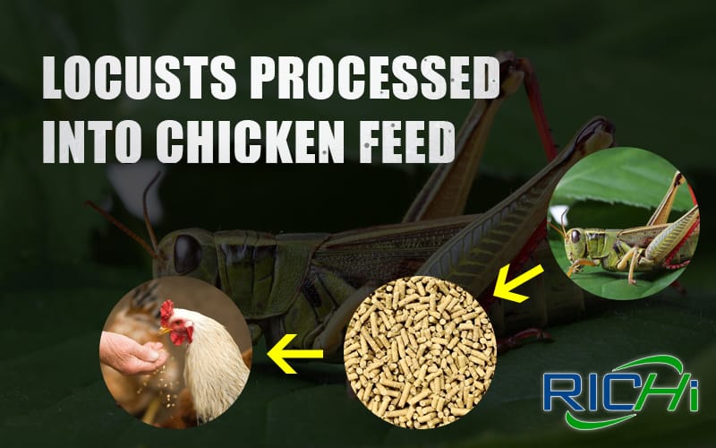 [Industry News]Pakistan processes locusts into chicken feed