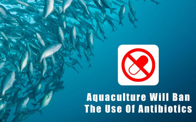 Aquaculture will enter the era of "no antibiotics"