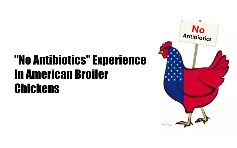 [Industry News]Experience with the "No Antibiotics" in American broilers
