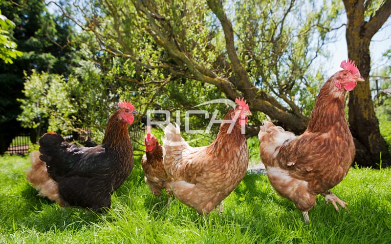 Feed formula for different stages of free-range chicken