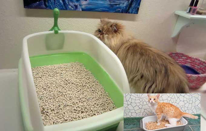 How to choose suitble cat litter pellets to meet your needs?Tofu cat litter or bentonite cat litter?