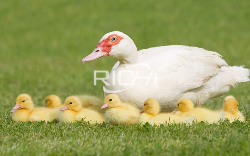 How to prepare animal poultry feed formula for ducks?