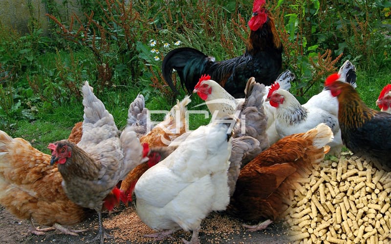 What are the needs of growing chickens for chicken feed?