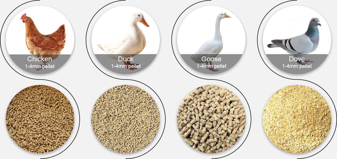 granulés d'aliments pour volaille