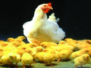 Analysis of China poultry breeding market