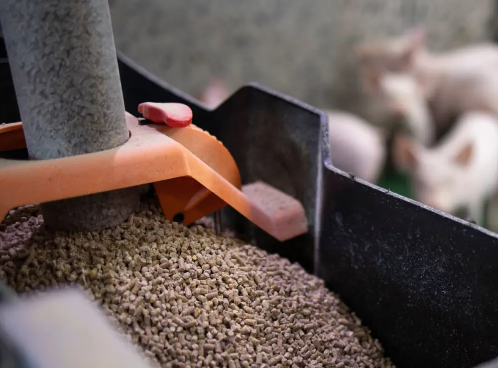 What is the purpose of pelleting