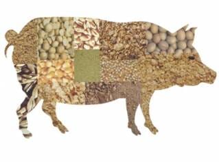 La bonne méthode de préparation des aliments pour porcelets avec du soja