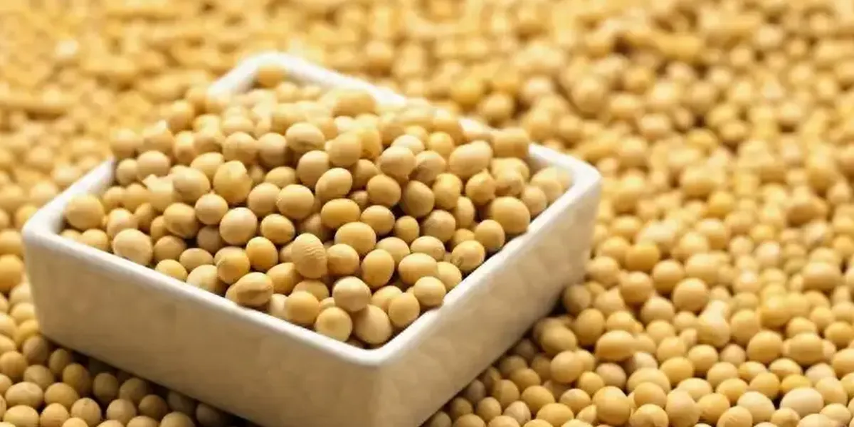 soybean