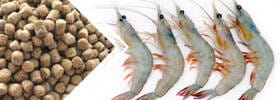 shrimp feed pellet line