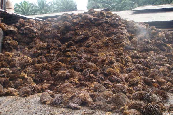 Palm kernel cake(PKC) pellet machine