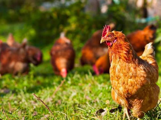 Key points in the design of laying hen feed pellets formula (with laying hen feed formulation)