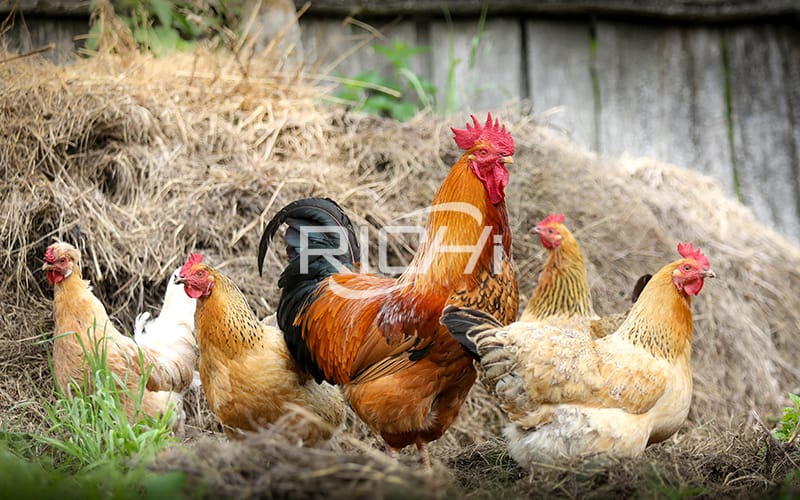  How to remove Salmonella in chicken poultry feed?