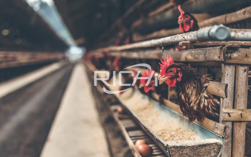 What are the prospects for the chicken industry? Save cost by processing chicken feed yourself