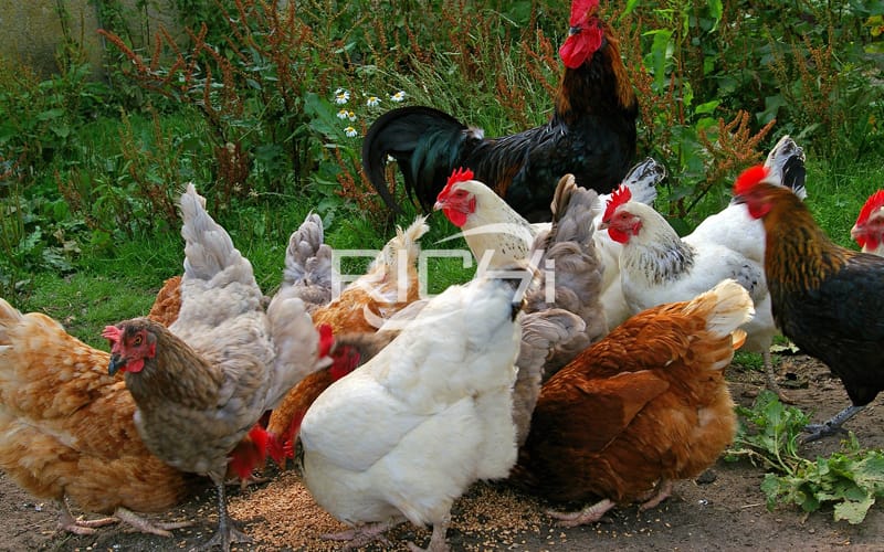 How to configure the layer hen feed for small chicken farm