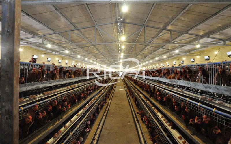 fabricants de machines de ligne de traitement d'aliments pour poulets à griller de grande capacité