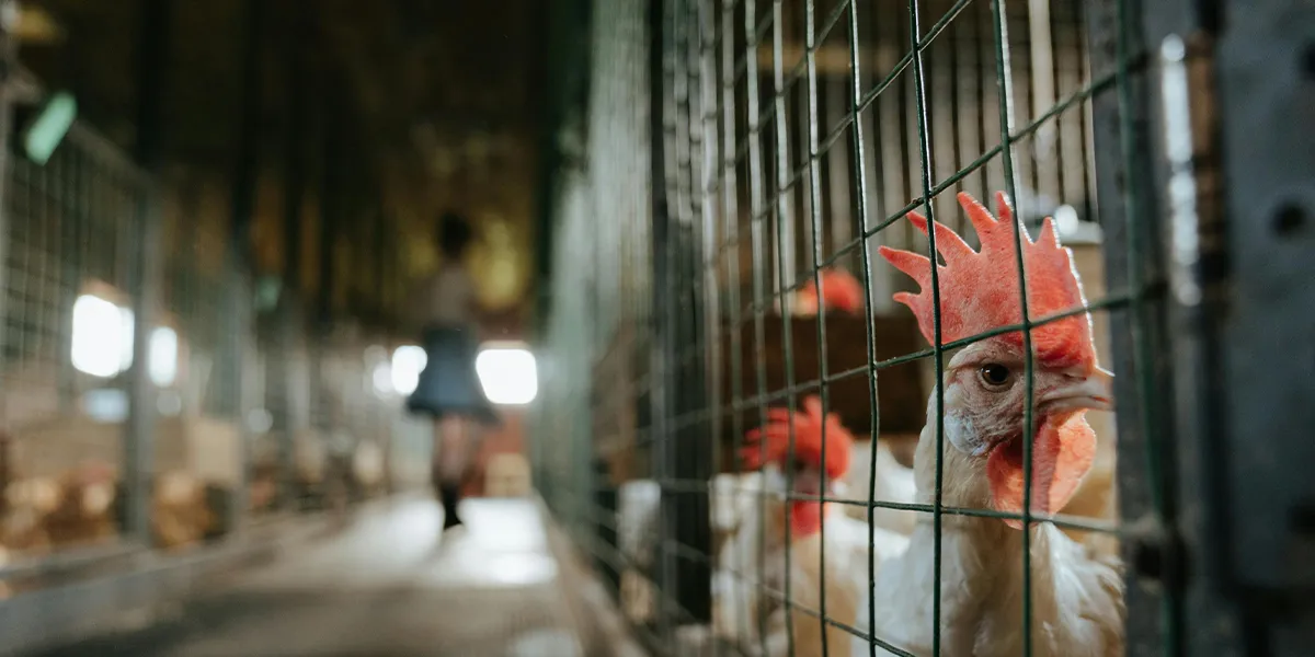 chicken farming