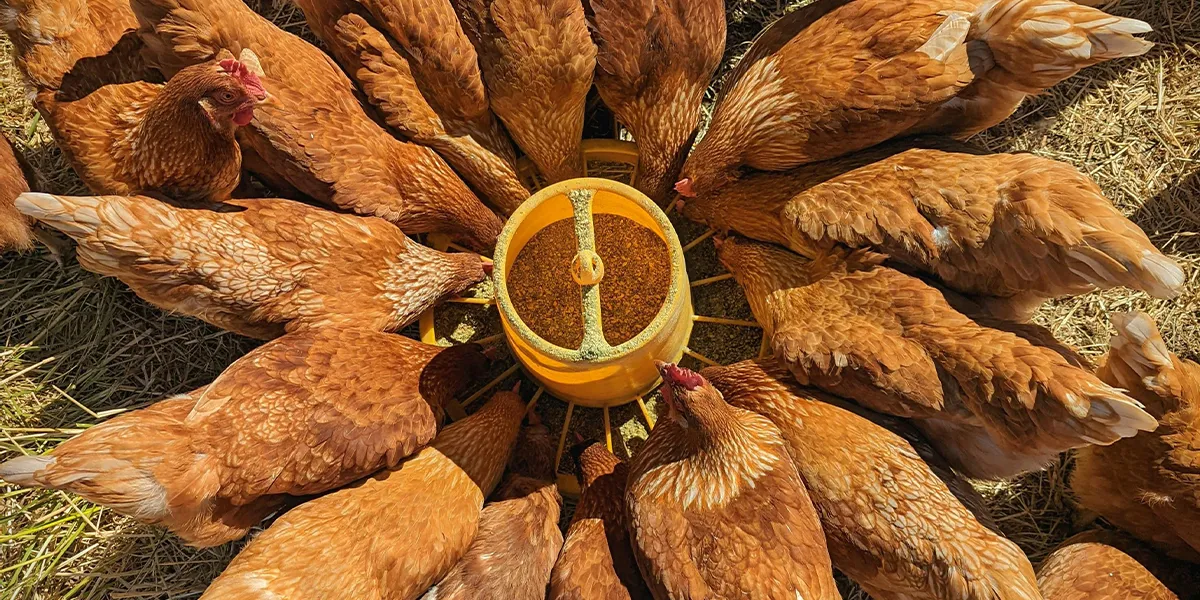 how to makie chicken formula