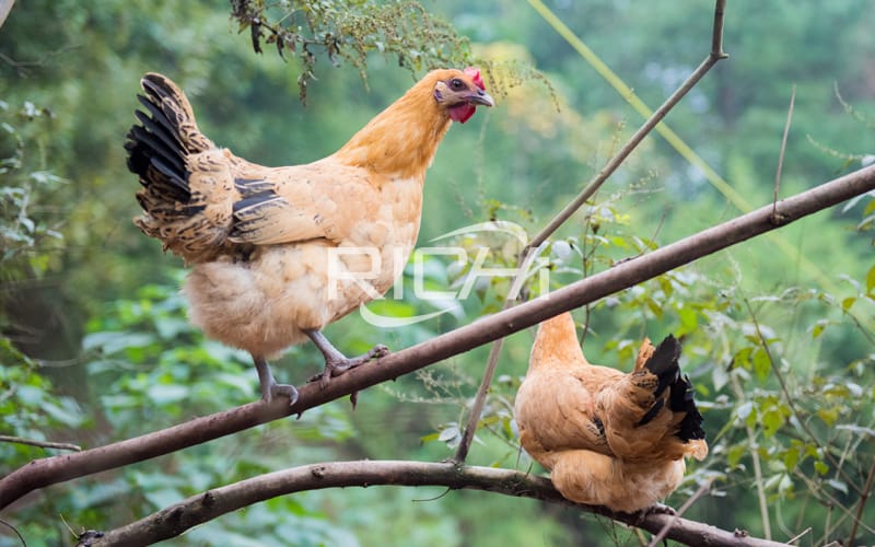 chicken poultry feed line for pellet