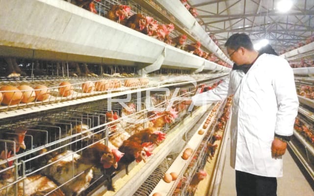 Китай поставляет автоматический небольшой завод по производству кормов для птиц