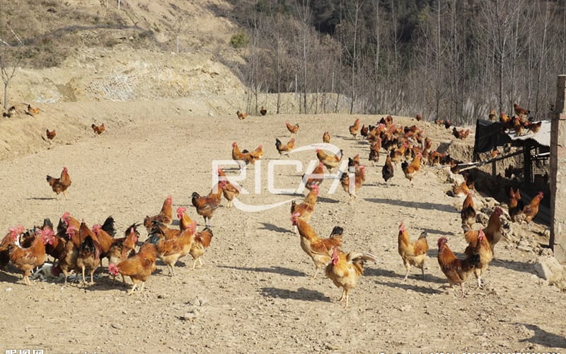 how to make organic chicken feed