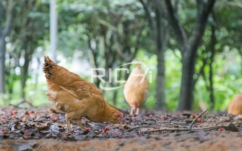 automatic chicken animal feed pellet making plant for sale