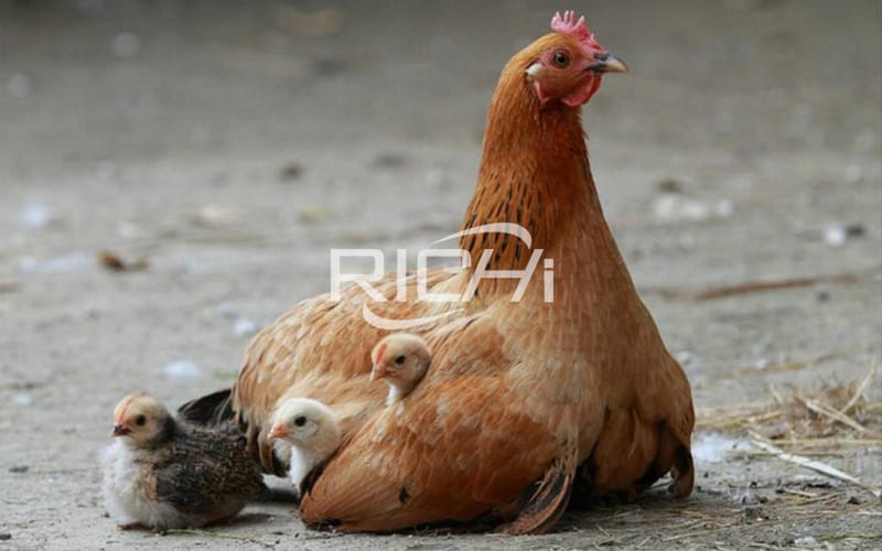 Линия по производству кормов для кур и цыплят производительностью 10 тонн в час