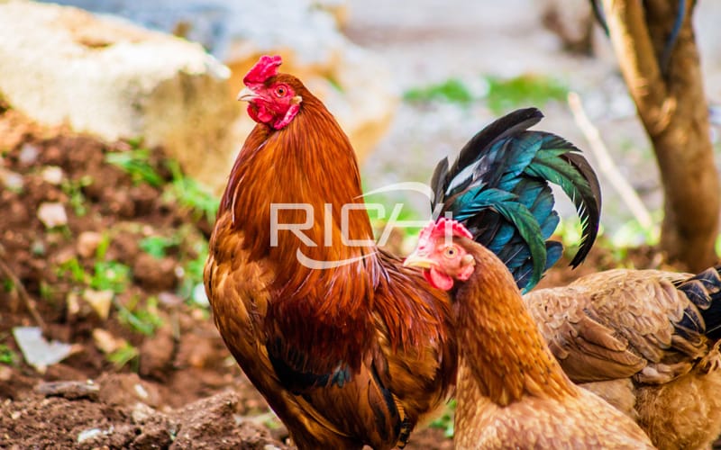 Only chicken manure from organic chickens can be used in the organic fertilizer production