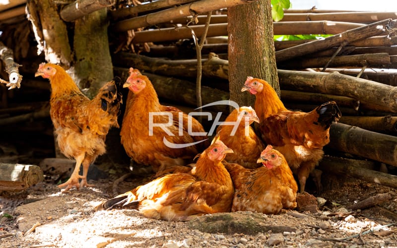 chicken feed machine poultry