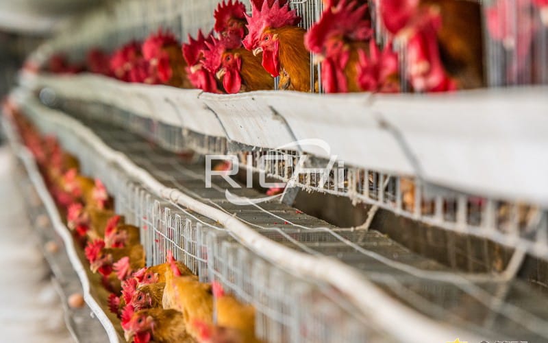 Coût de la ligne de production d'alimentation en granulés de poulet largement utilisé
