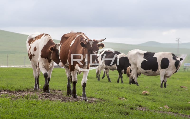 Usine de production d'aliments pour animaux de bétail 5 t/h à vendre