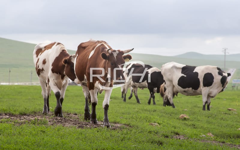 5t/h cattle animal pellet feed production plant for sale