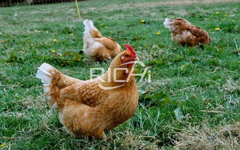 China supply poultry chicken broiler animal feed pellet making plant 