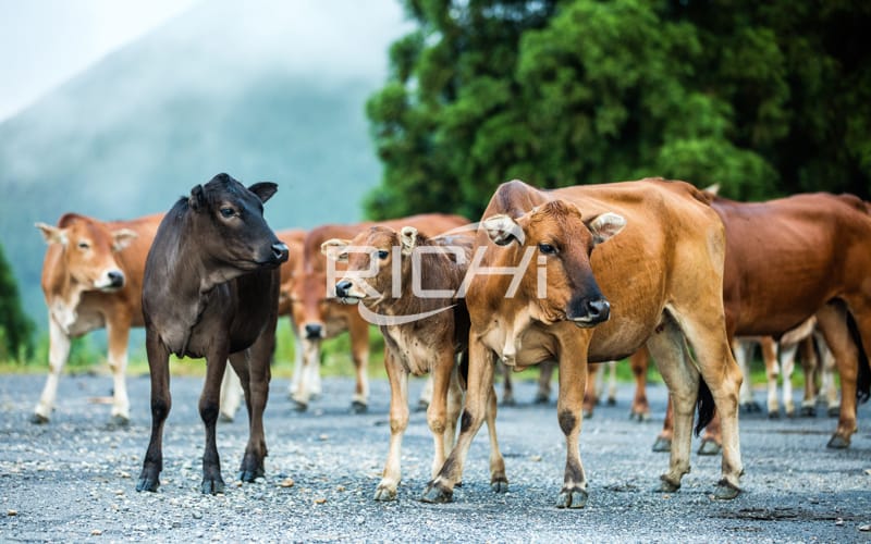 How to choose cattle cow feed pellet mill machine for 5t/h cattle animal pellet feed production plan