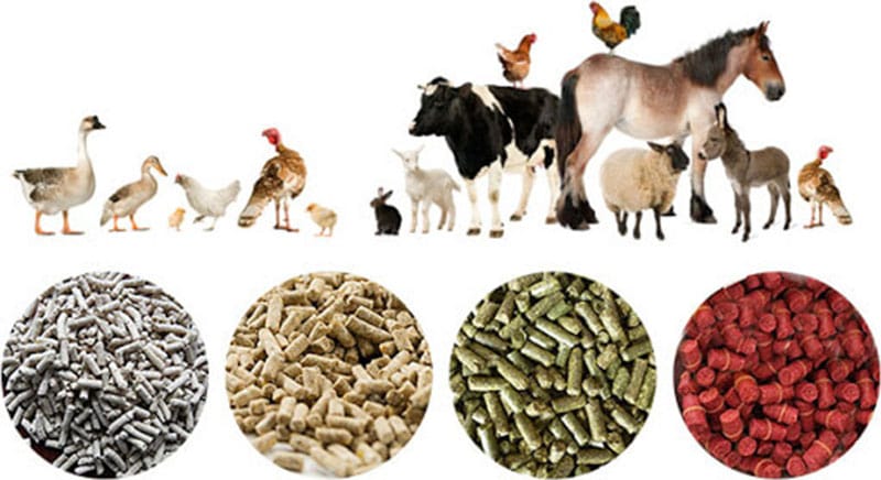 animal feed pellet plant ring die feed pellet production line