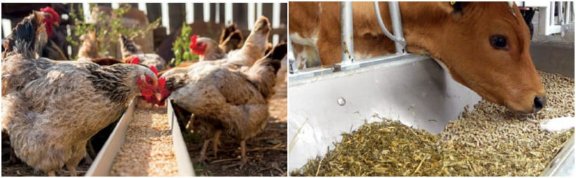 machine for making feed for chicken or cattle how it is done