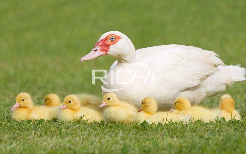 processing maize for poultry duck feed pdf