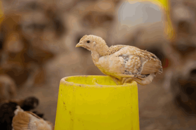 prix de production des aliments pour poules pondeuses
