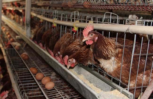 stages of layer poultry feed production and its equipments