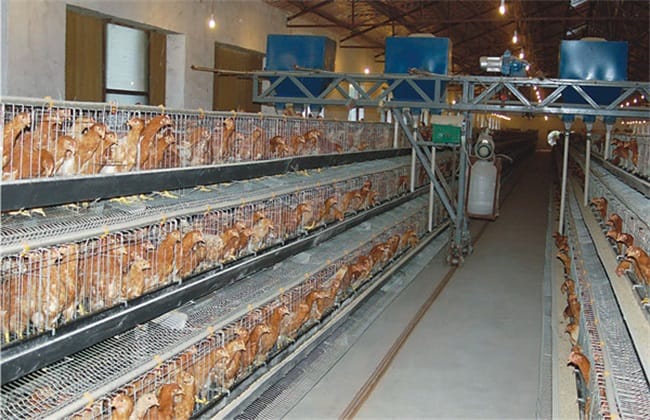 machine de fabrication d'aliments pour poulets afrique du sud