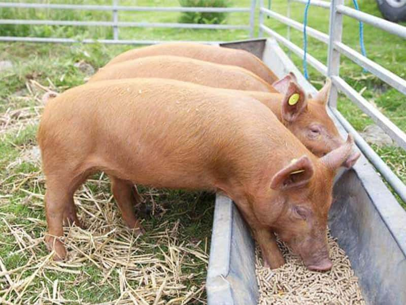 How does the 4 tons per hour pig feed production line for processing suckling pig creep feed?