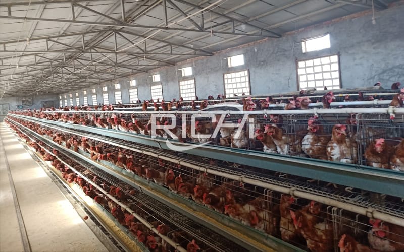 Problems and solutions for the use of chicken farming equipment