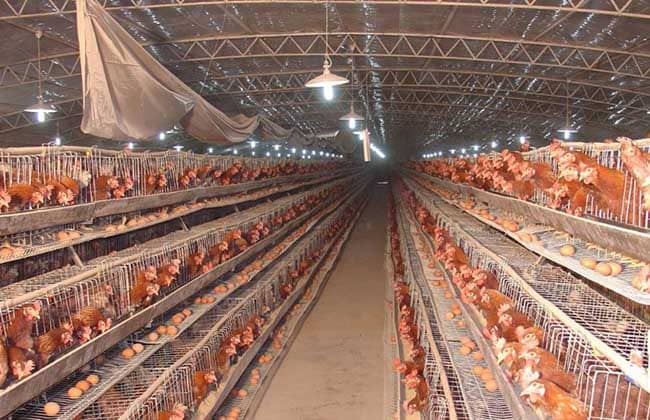 autometic chicken production machine