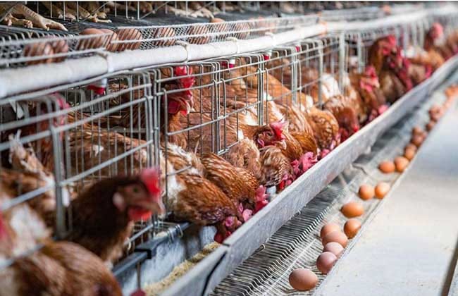 how to make chicken feed for business in south africa