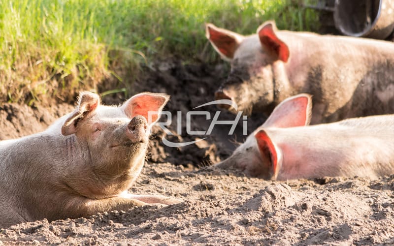 Feeding Pig With Pig Feed Pellets Produced By Animal Feed Pellet Making Machine