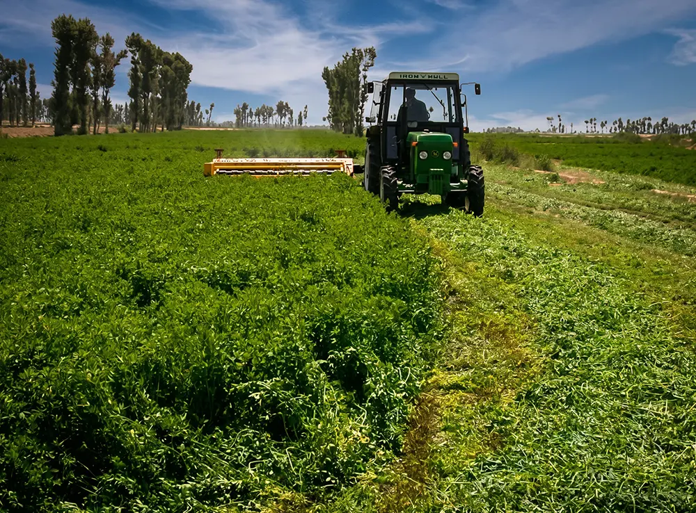 Construction of alfalfa product planting and alfalfa feed processing project in China started