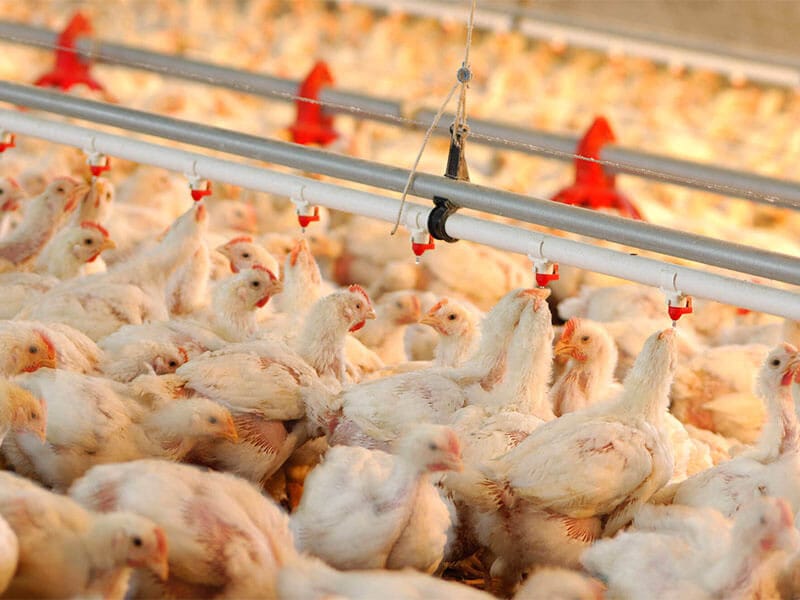 broiler chicken weight gain medicine feed