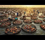 crab
