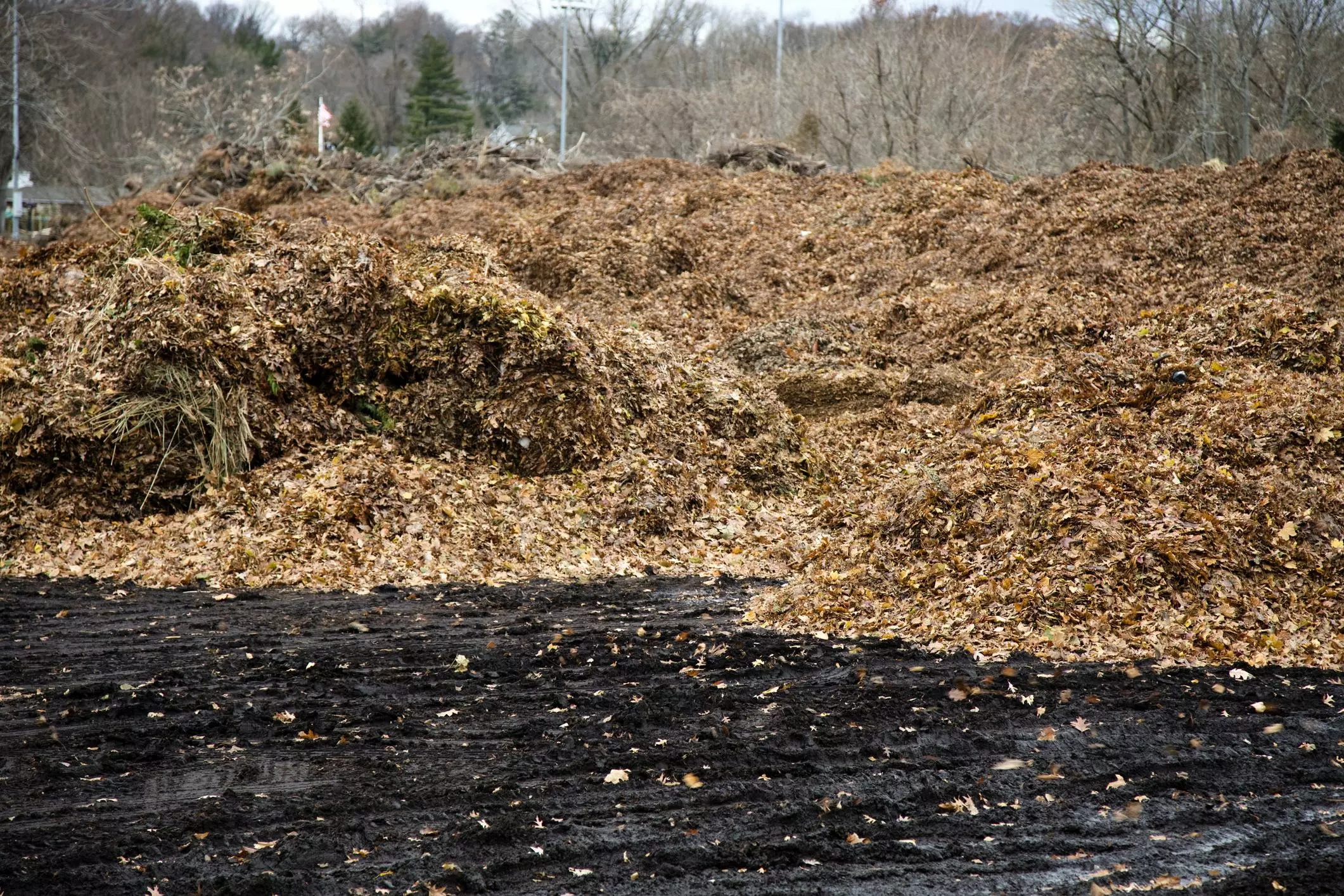 raw materials as leaves