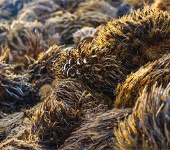 pellet raw materials