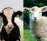 ruminant